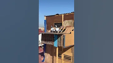 سلام عليكم اخوة عطين حمام الزاجل ادوش 