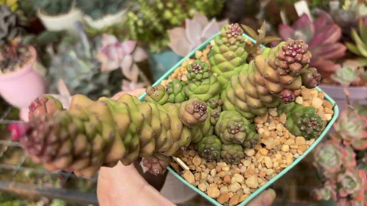 BANCADA LOTADA DE SUCULENTAS LINDAS #suculentas #plantas #jardim 