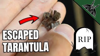 TARANTULA ESCAPE ends FATALLY!