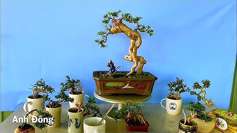 Ngắm bonsai thưởng thức cafe quá đã luôn