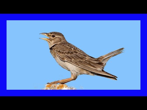 Videó: Crested Lark: fénykép és leírás