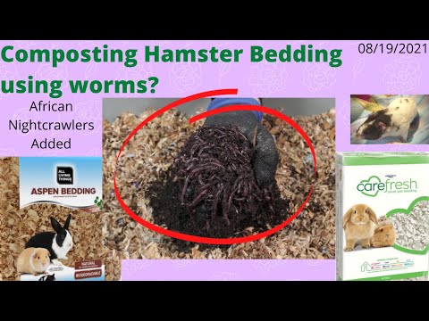 Compost Hamster Bedding in a Worm Bin Adding African