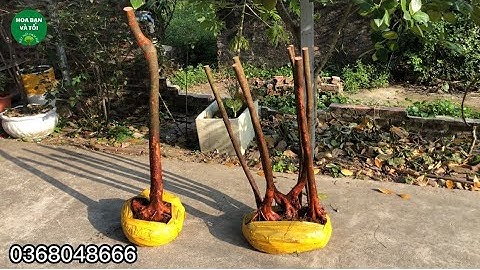 Bụi sim rừng bệ 5 thân rễ nhiều.Hoa bạn và tôi