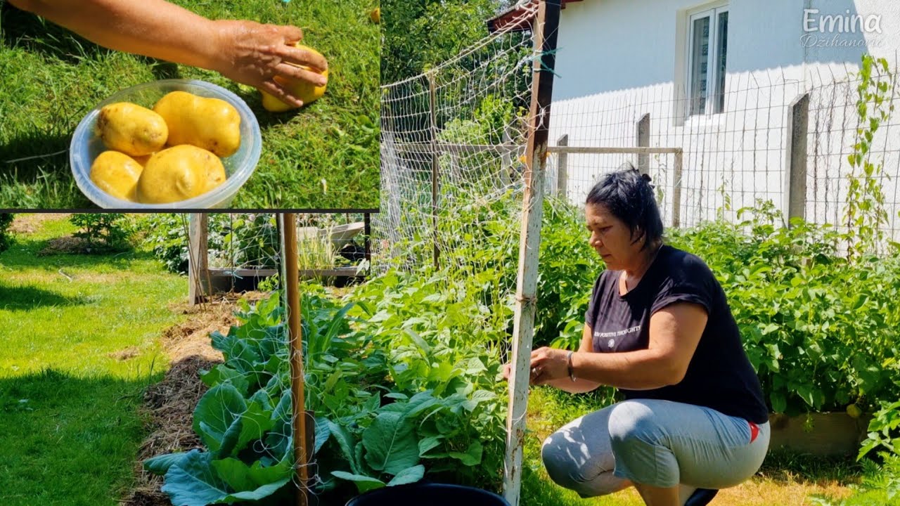 Moj dan na selu: Jutarnja kafa, pita s mladim krompirom i večera u prirodi🐬