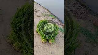STC Indian Rice Mills – Rice Crop 2026-271. Cultivation (May–July 2026)
