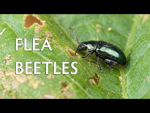 Video: Advance Scout Beetles In Gardens - How Scouts For Japanese Beetles Affect Your Garden