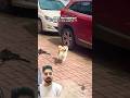 #youtube #youtubeshorts #love #doglife #dogshorts #happydog