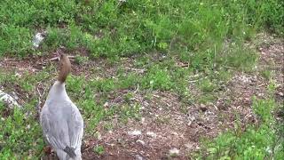 Goosander chicks drama with cat. Last chick left behind