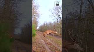 😳 🤩 Cerf  🦌 (volant)