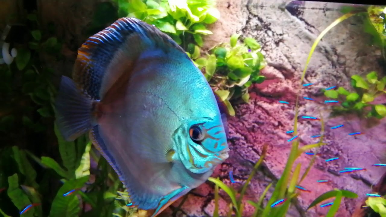 Diskus Aquarium YouTube