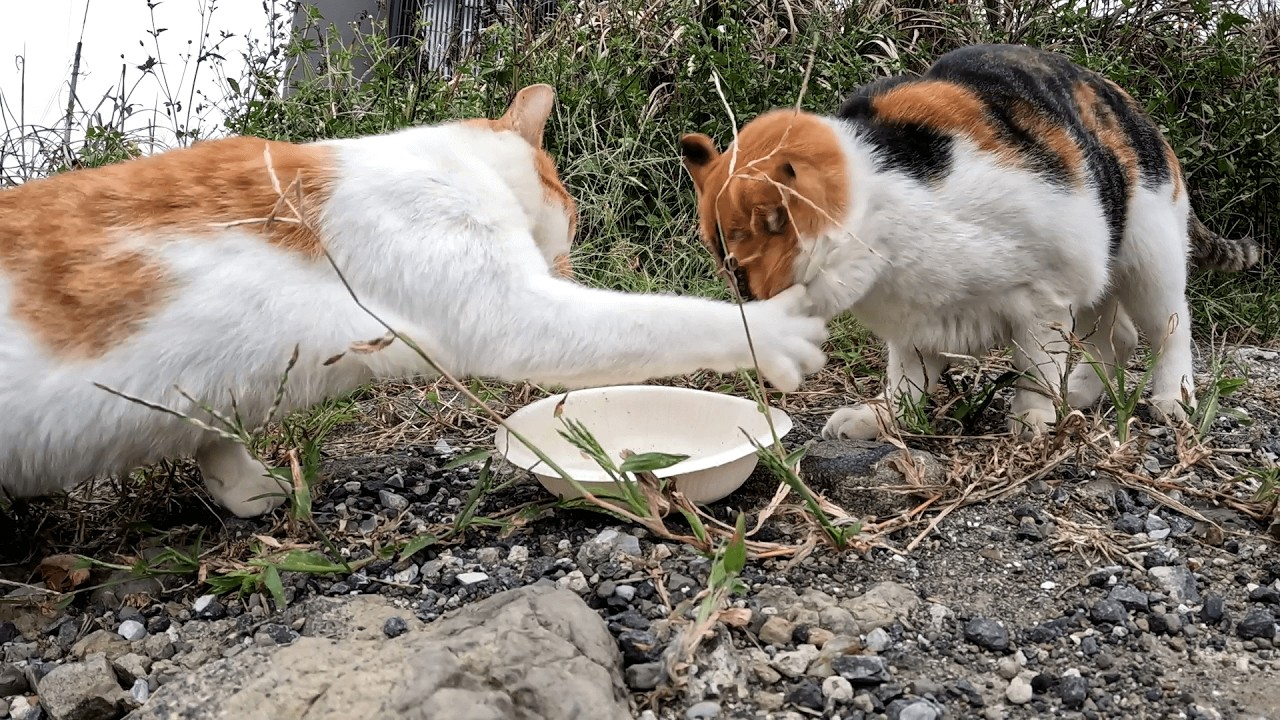城ヶ島　食べ物の事となればたとえ親子であろうと情け容赦なく実の娘の顔面に猫パンチを食らわすママ猫ラテちゃんｗ