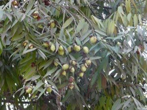 Mesua ferrea Indian rose chestnut