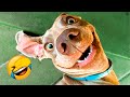 Funniest Dogs And Cats Videos - Best Funny Animal Videos 2021  🤣