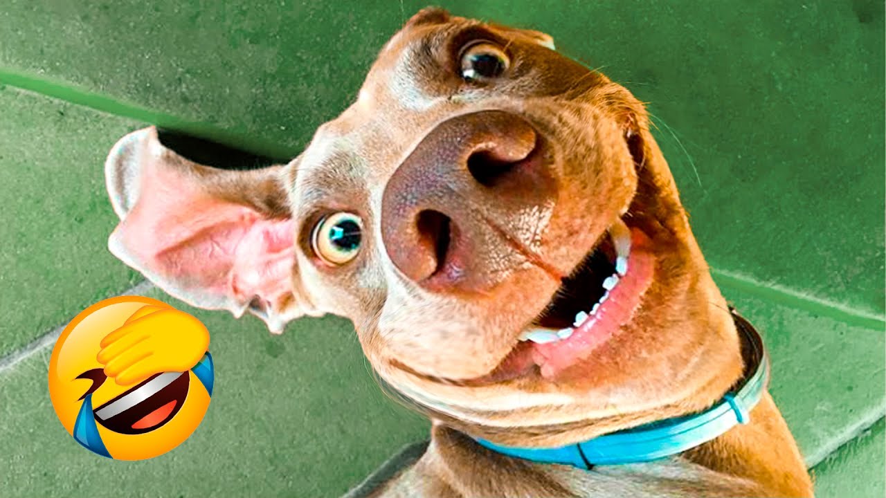 Funniest Dogs And Cats Videos - Best Funny Animal Videos 2021 🤣 - YouTube