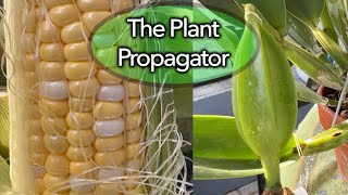 Corn and Orchids - explaining pollination