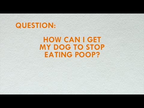 How to get your dog to stop eating poop