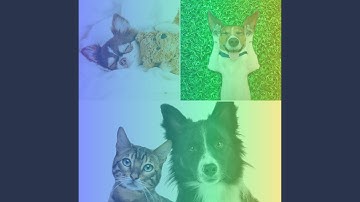 Remarkable Music for Peaceful Puppy Time