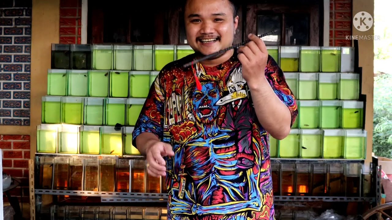 ฟอร์มปลากัดป่าในเหลียม ยังไงให้เครื่องโหดๆ