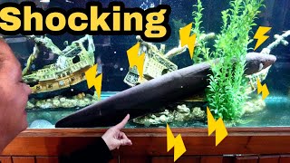 TESLA the Electric Eel gets a new tank at Ohio Fish Rescue