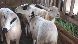 Latest Price of Female Garut Sheep for sale cheap #sheep 082219370379