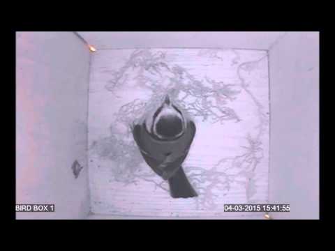 The Nesting Box Project - The Tits Start Nest Building