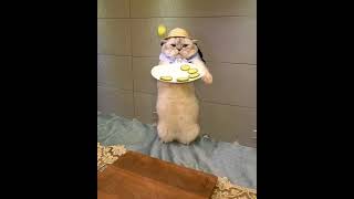 Master Chef Kucing #kucingoren #trending