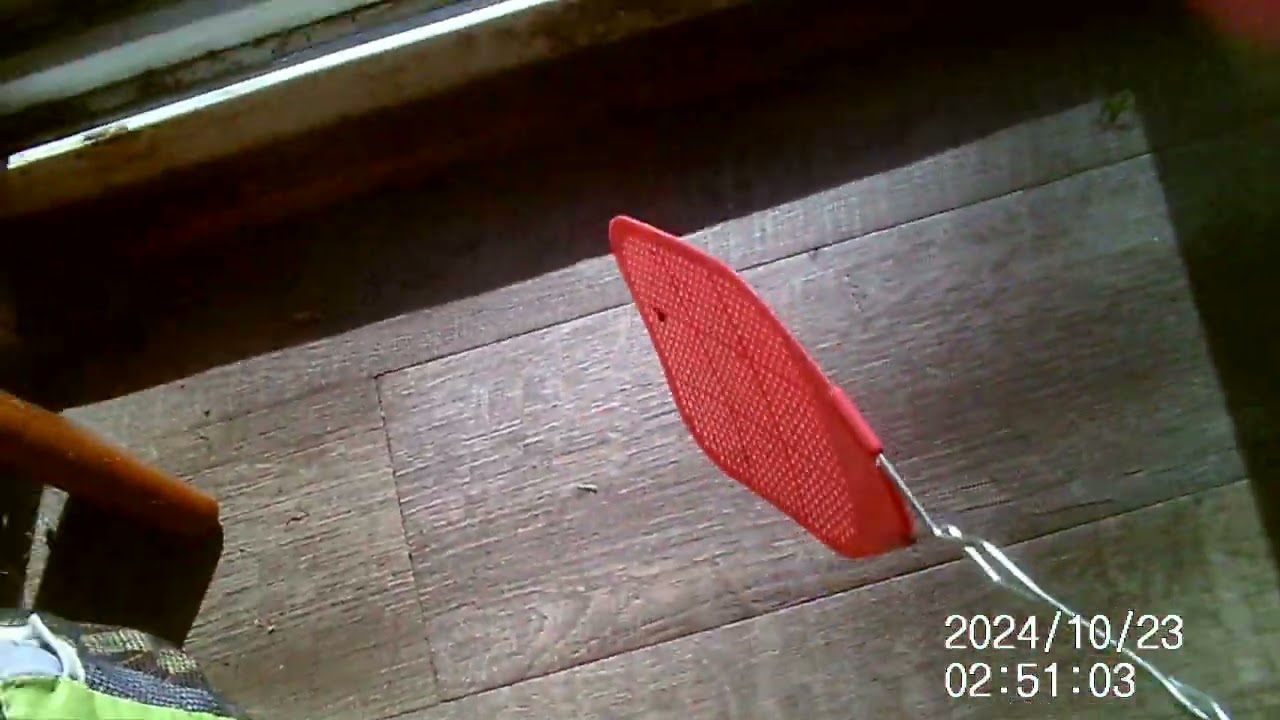 STINK BUG FOR SPYDERS   TTHANKSGIVEN DINNER