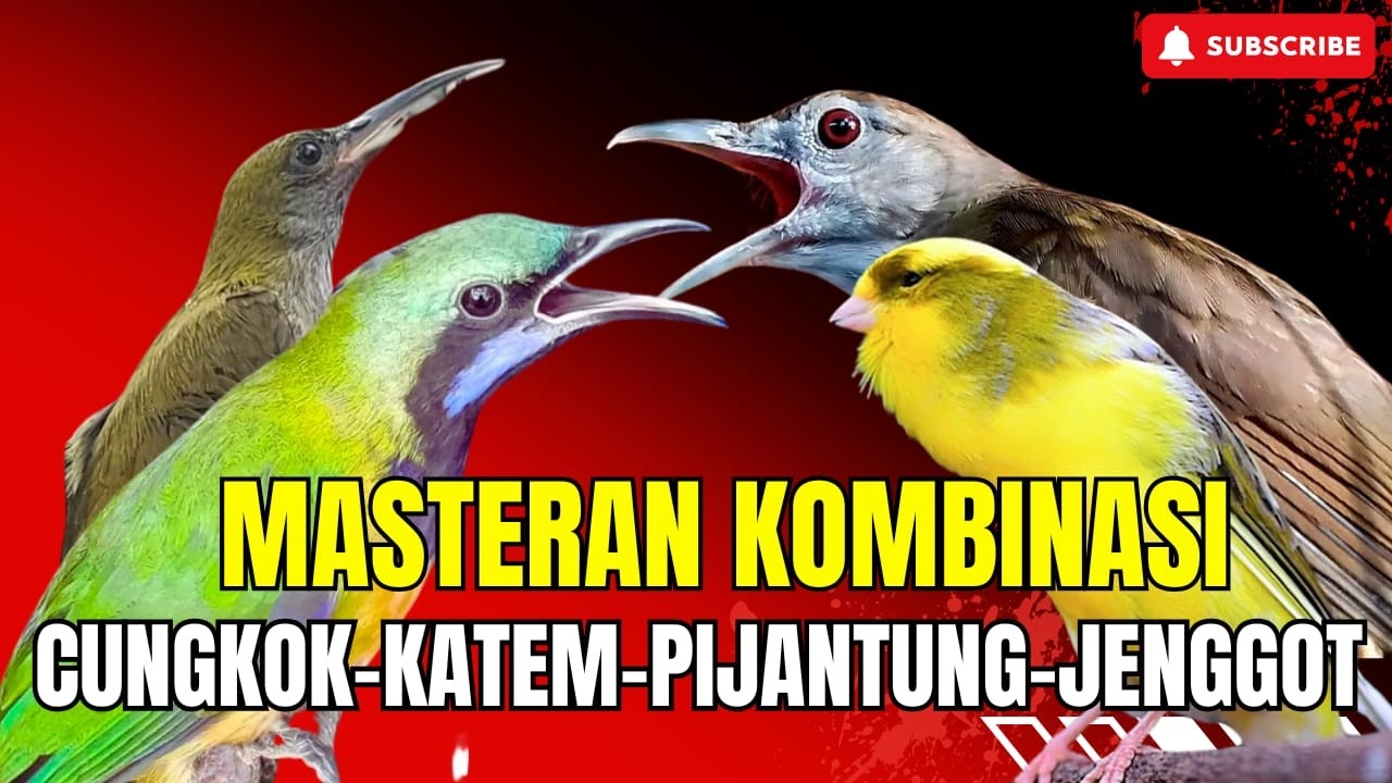 MASTERAN BERKELAS MEWAHHH! CEPAT MASUK - TEMBAKAN KASARAN - KOMBINASI CUNGKOK KINOI DAN JINGJING