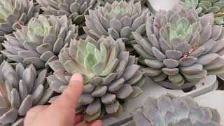 Beyaz Gloksina Geldi Isteyenlere Ayirdim Arkadaşlar Sera Gezelim Bugun