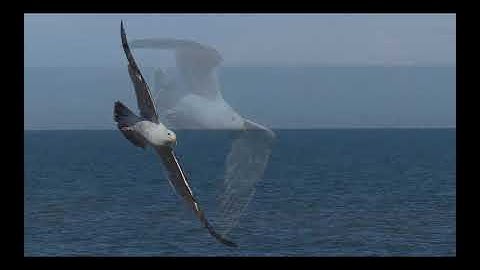 Roger Evernden - Soaring and Swooping (Seagulls) - (OFFICIAL VIDEO)