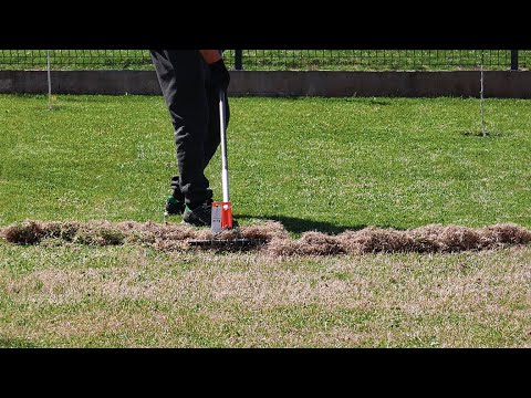 Video: Zoysia õlgkatte eemaldamine: näpunäited Zoysia muru eemaldamiseks