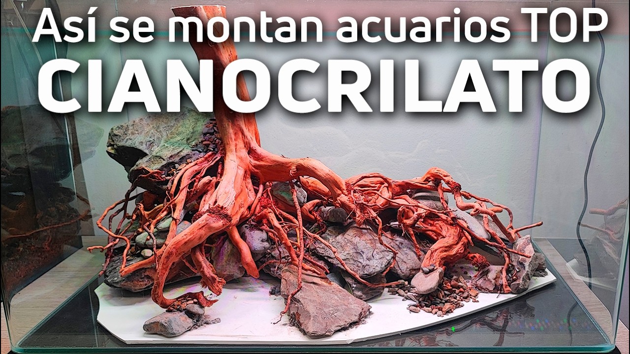 Monta tu Acuario como un Profesional usando Cianocrilato 100% Seguro 🐠🌿 Guía Completa