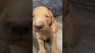 OMG! You Won't Believe What This Goldendoodle Puppy Knows! #funny #dogs #short