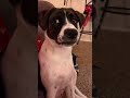 trouble maker#funnydog #dogshorts #pets #viral