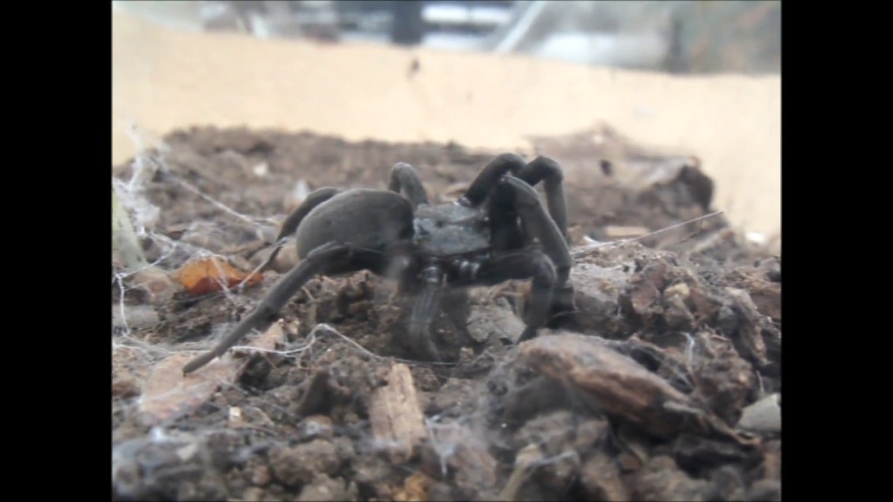 Arizona Black Hole Spider digging YouTube