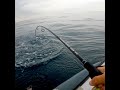 SUPからミノー投げたら竿ぶち曲がった