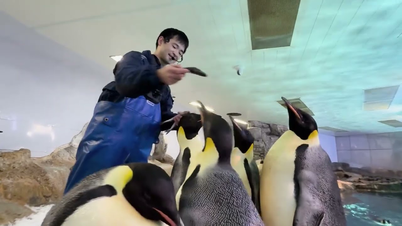 ペンギン maxresdefault.jpg
