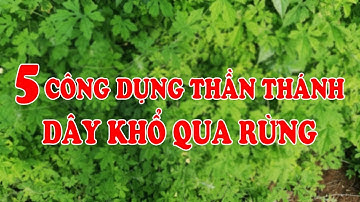 5 công dụng Dây khổ qua rừng