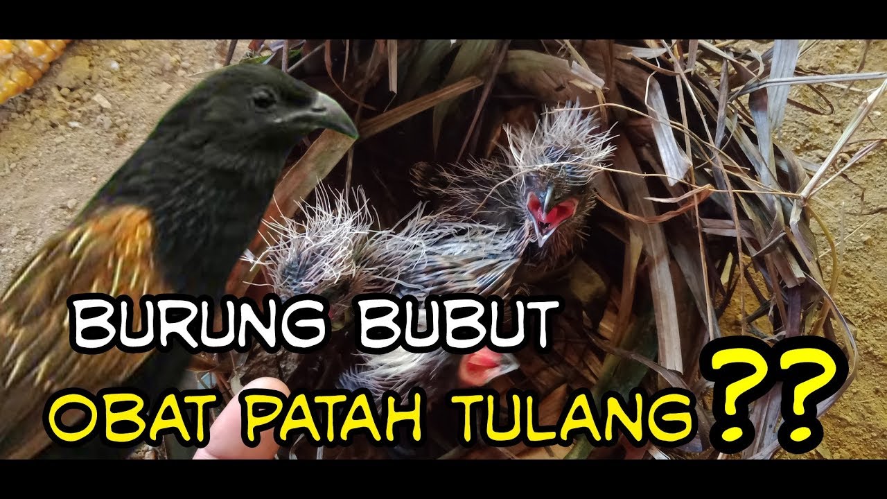 PANEN ANAKAN BURUNG BUBUT ALANG ALANG DI LADANG JAGUNG 