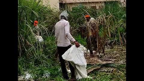 Pond cleaning in my village |#shorts