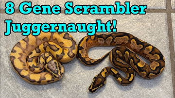 Scrambler-gen ontleed en geïsoleerd! Ongelooflijke resultaten!