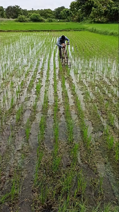 Power weeder less price for paddy direct seed