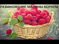 Размножение малины маточным корнем - крапивкой.