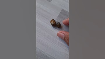 phân biệt ốc bươu đen con.và  ốc bươu vàng