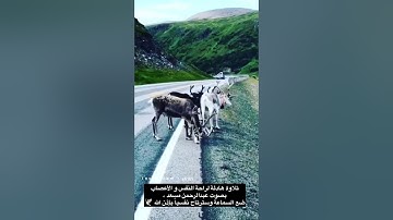 تلاوة تثلج أعماااق قلبك عبدالرحمن مسعد جديد