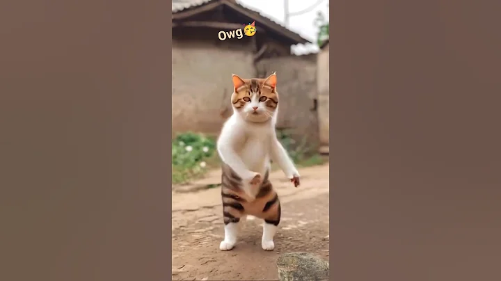 Video 11064291: cat cartoon pets, cat funny pets cartoon, cat dance funny pets, cats cute pets dancing, cat dog cartoon funny, cat cute funny beautiful