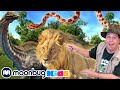 Dinosaur Adventure With Zoo Animals | Jurassic Tv | Dinosaurs and Toys | T Rex Family Fun