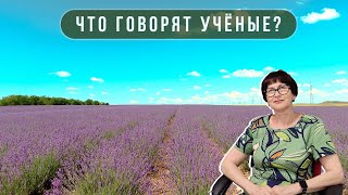 В Крыму вывели новый сорт лаванды "Меркурий" // ЧТО ГОВОРЯТ УЧЁНЫЕ?