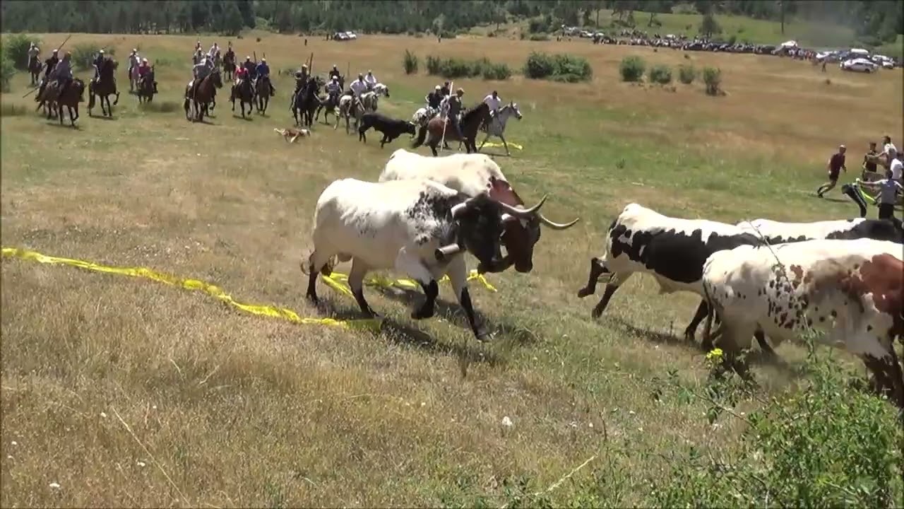 GRIEGOS 2025   ENCIERRO A CABALLO - SIERRA DE ALBARRACIN EN TERUEL -