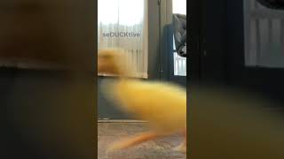 World’s Fastest Duckling